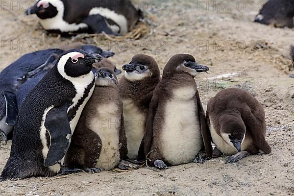 African penguin