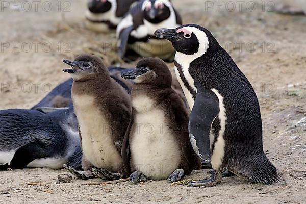 African penguin