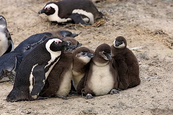 African penguin