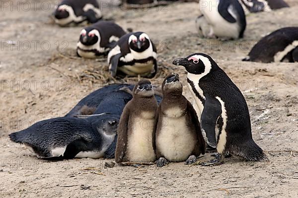 African penguin