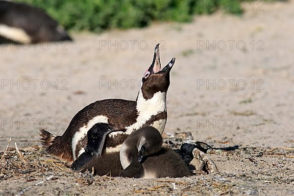 African penguin