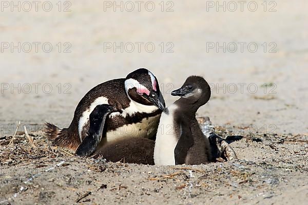 African penguin