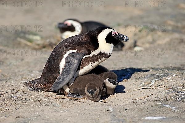 African penguin