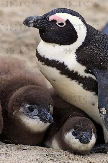 African penguin