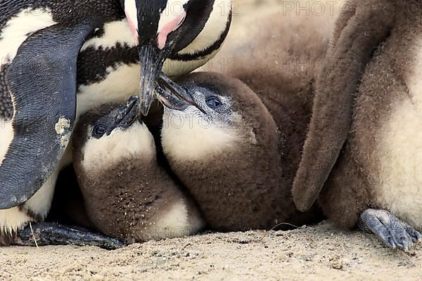 African penguin