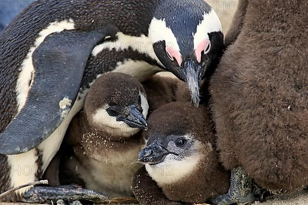 African penguin