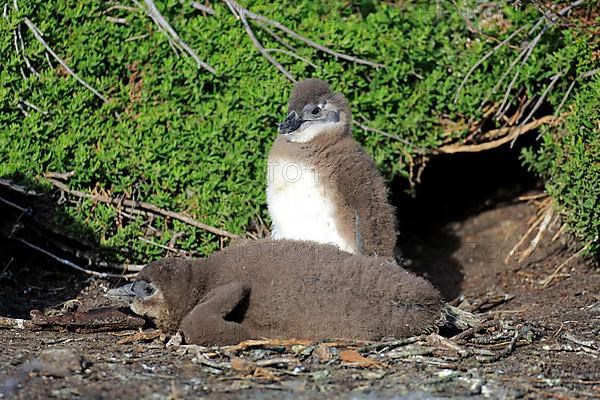 Gentoo african penguin