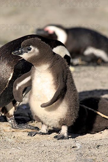 Gentoo african penguin