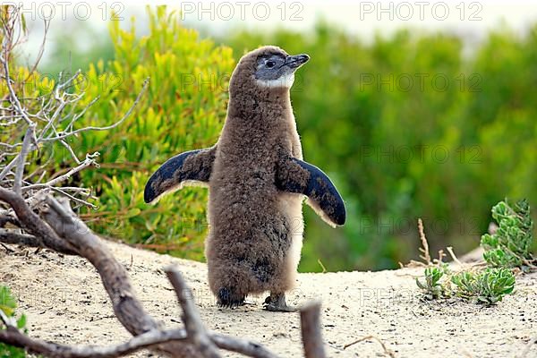 Gentoo african penguin