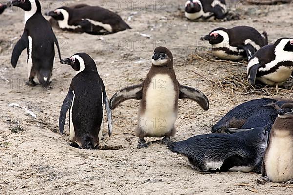 Gentoo african penguin