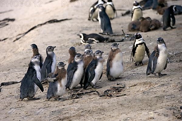 Gentoo african penguin