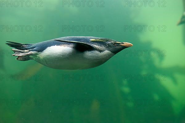 Southern rockhopper penguin