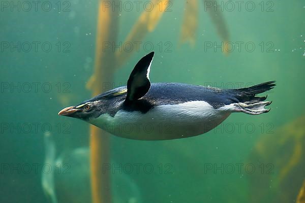 Southern rockhopper penguin