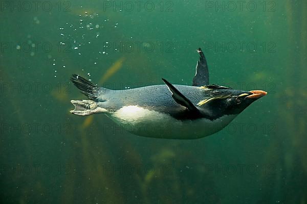 Southern rockhopper penguin