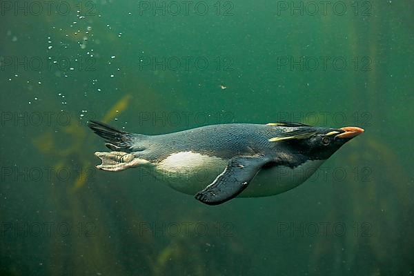 Southern rockhopper penguin