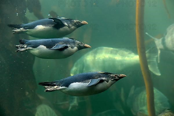 Southern rockhopper penguins