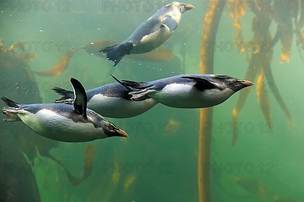 Southern rockhopper penguins