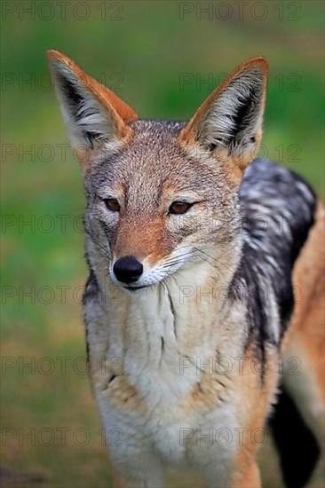 Black-Backed Jackal