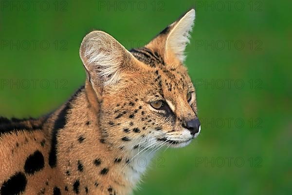 Serval