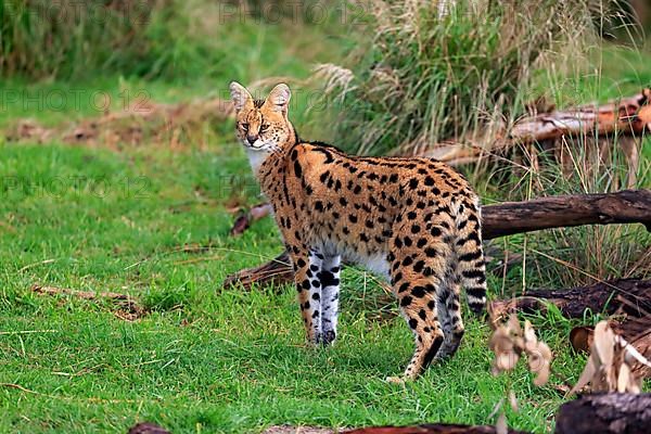 Serval