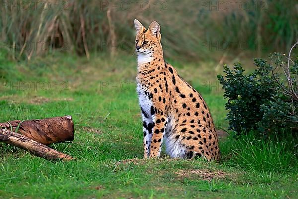 Serval