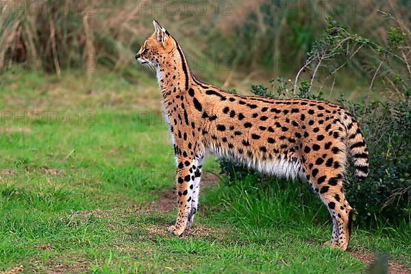 Serval