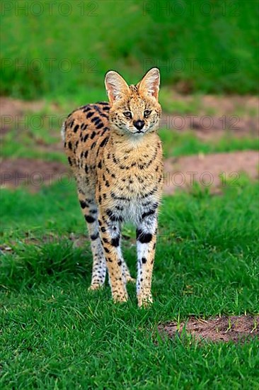 Serval