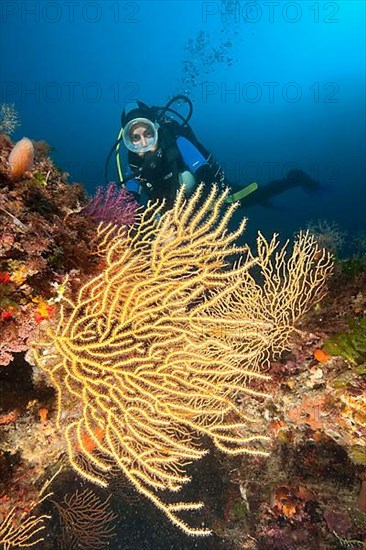 Diver and mediterranean fan coral