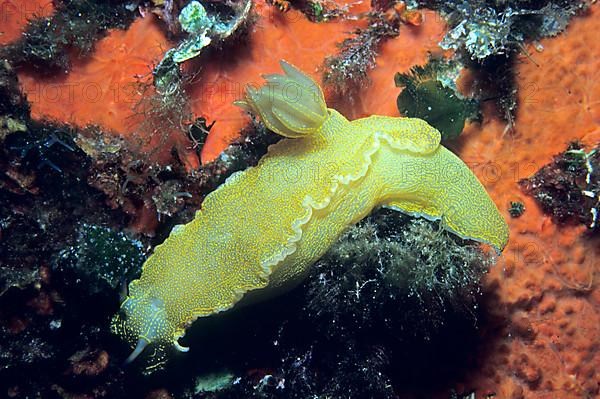 Sea slug