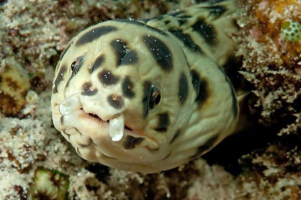 Spotted Snake Eel