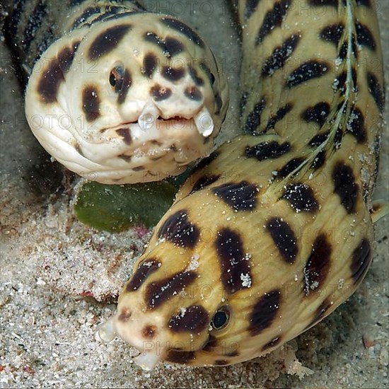 Spotted Snake Eel