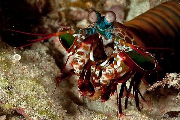 Peacock mantis shrimp