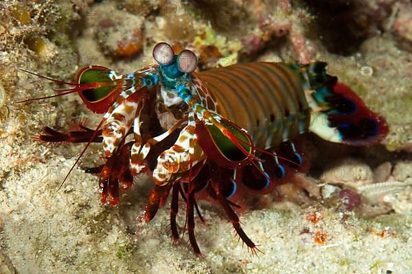 Peacock mantis shrimp