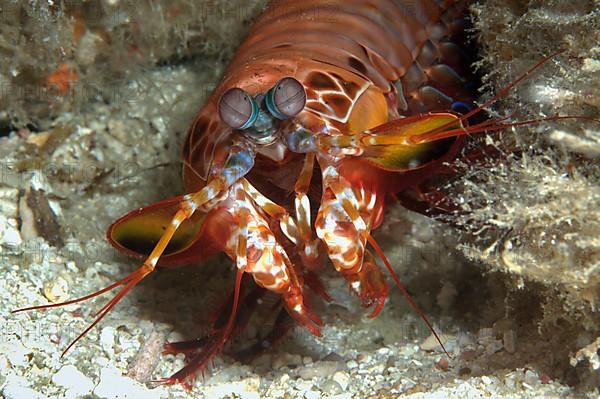 Peacock mantis shrimp