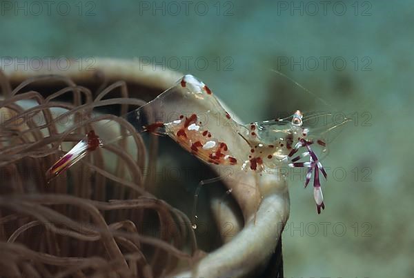 Anemone Shrimp