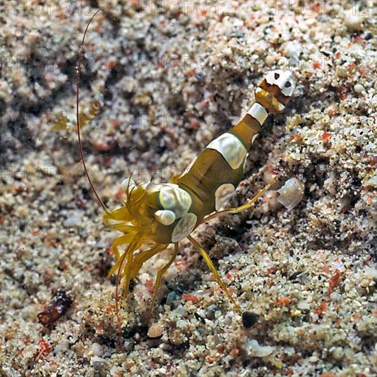 Sexy shrimp