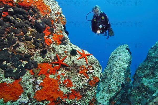 Diver at reef with purple seastar