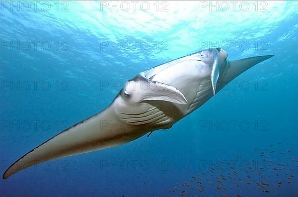 Mantaray