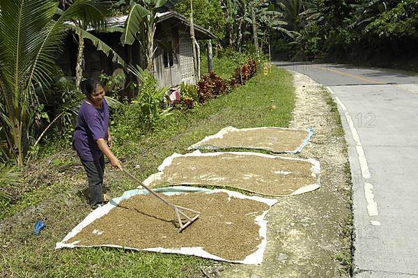 Woman drying rice by the road