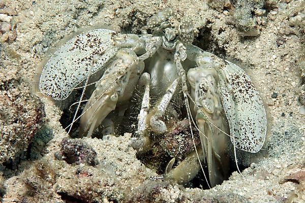 Spear Mantis shrimp looking out of his hole