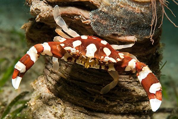 Harlequin crab