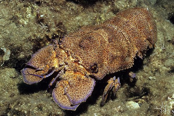 Mediterranean slipper lobster