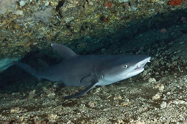 Whitetip reef shark