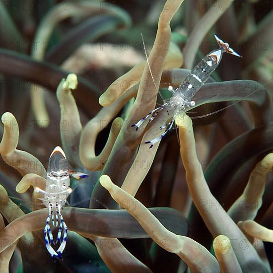 Anemone shrimp