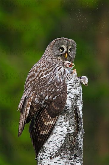 Great grey owl