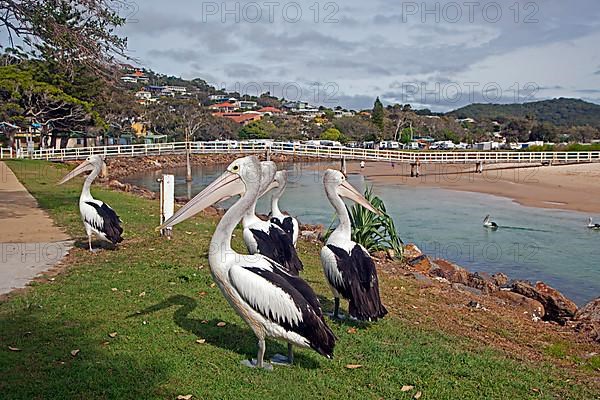 Australian australian pelican