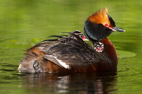 Horned grebe