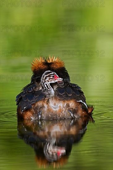 Horned grebe