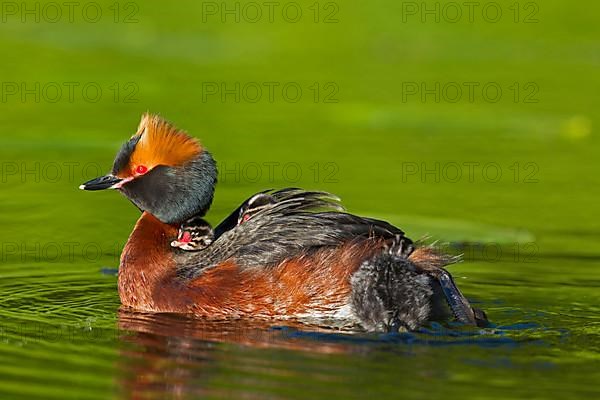 Horned grebe