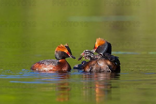 Male horned grebe